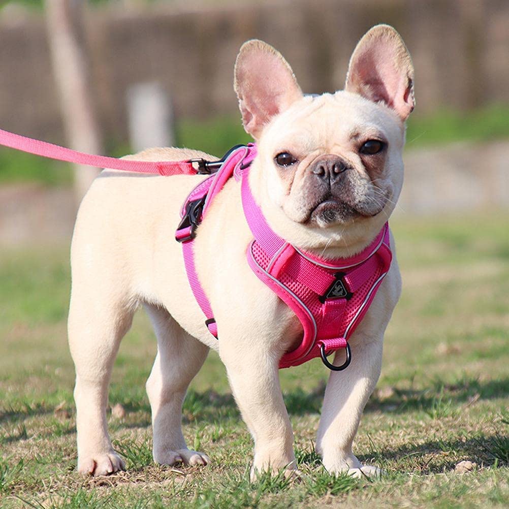 Coleira peitoral para cachorro My Pet Basil Fun Candy P